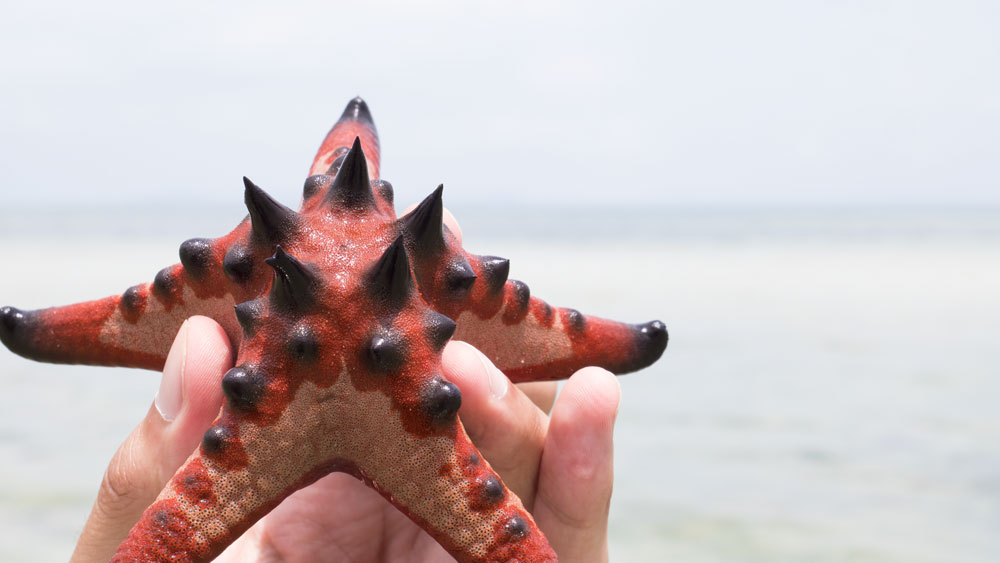 Une belle étoile de mer